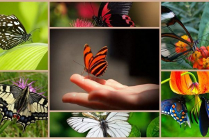 Найдивовижніші факти про метелики Найдивовижніші факти про метелики